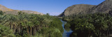 River Running through a Forest, Mulege, Baja California, Mexico Vinilos decorativos por Panoramic Images