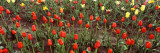 Tulip Flowers in a Garden, Holland, Michigan, USA Wall Decal by Panoramic Images 
