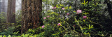 Redwoods and Rhododendrons at Prairie Creek Redwood State Park, California, USA Wall Decal by Panoramic Images 