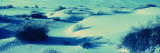 Desert Plants in White Sands National Monument, New Mexico, USA Wall Decal by Panoramic Images 