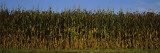 Corn Crop in a Field, Wisconsin, USA Wall Decal by Panoramic Images 