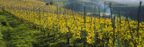 Vineyards, Peidmont, Italy Wall Decal by Panoramic Images 