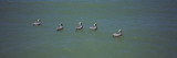 Five Pelicans in Water, Gulf of Mexico, Florida, USA Wall Decal by Panoramic Images 