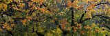 Fruit Orchard Trees, Capitol Reef National Park, Ut, USA Wall Decal by Panoramic Images 