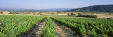 Plants at a Vineyard, Joucas Provence, France Wall Decal by Panoramic Images 