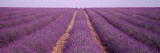 Rows of Blossoms in a Field, France Wall Decal by Panoramic Images 