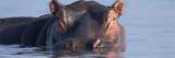 Hippopotamus Submerged in Water Wall Decal by Panoramic Images 