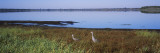 Two Sandhill Cranes in a Field, Myakka Lake, Sarasota, Florida, USA Wall Decal by Panoramic Images 
