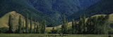 Cows Grazing in a Field, Nelson, South Island, New Zealand Vinilos decorativos por Panoramic Images Cows Grazing in a Field, Nelson, South Island, New Zealand Vinilos decorativos por Panoramic Images