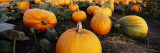 Pumpkins in a Field, Half Moon Bay, California, USA Wall Decal by Panoramic Images 