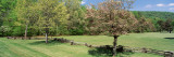 Trees on a Field, Davidson River Campground, Pisgah National Forest, Brevard, North Carolina, USA Wall Decal by Panoramic Images