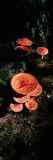 Fly Agaric Mushrooms, French Riviera, France Wall Decal by Panoramic Images 