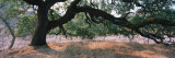 Oak Tree on a Field, Sonoma County, California, USA Wandabziehbild von Panoramic Images 