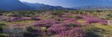 Flowers on a Landscape, Anza Borrego Desert State Park, California, USA Wall Decal by Panoramic Images 