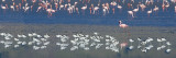 Avocets and Flamingos Standing in Water, Ngorongoro Crater, Ngorongoro Conservation Area, Tanzania Autocollant mural par Panoramic Images 
