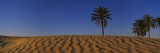 Palm Trees on a Hill, Douz, Tunisia Wall Decal by Panoramic Images 