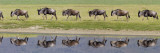 Herd of Wildebeests along a River, Ngorongoro Crater, Tanzania Wall Decal by Panoramic Images 