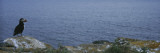 Atlantic Puffin Perching on a Rock, Maberly, Newfoundland and Labrador, Canada Wall Decal by Panoramic Images 
