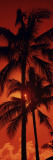 Palm Trees at Dusk, Kalapaki Beach, Kauai, Hawaii, USA Wall Decal by Panoramic Images 