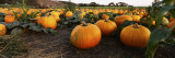 Pumpkins in a Field, Half Moon Bay, California, USA Wall Decal by Panoramic Images 