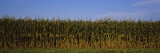 Corn Crop in a Field, Wisconsin, USA Wall Decal by Panoramic Images 
