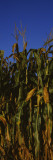 Corn Crop, Wisconsin, USA Wall Decal by Panoramic Images 