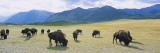 Herd of Bisons Grazing in a Field, Waterton Lakes National Park, Alberta, Canada wandtattoos von Panoramic Images 