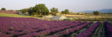 Lavender Flowers in a Field, Drome, Provence, France Wall Decal by Panoramic Images 