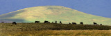 Herd of Wildebeest in a Field, Ngorongoro Conservation Area, Arusha Region, Tanzania Wall Decal by Panoramic Images 