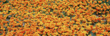 California Golden Poppies, Antelope Valley California Poppy Reserve, California, USA Wall Decal by Panoramic Images 