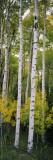 Rocky Mountain Aspen Forest Vinilos decorativos por Panoramic Images Rocky Mountain Aspen Forest Vinilos decorativos por Panoramic Images