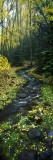 Stream Flowing Through Forest Wall Decal by Panoramic Images 
