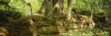 Tree Trunks in the Forest, Grove of the Patriarchs, Mt Rainier National Park, Washington, USA Vinilos decorativos por Panoramic Images Tree Trunks in the Forest, Grove of the Patriarchs, Mt Rainier National Park, Washington, USA Vinilos decorativos por Panoramic Images
