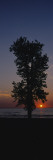 Silhouette of a Cotton Wood Tree at Sunrise, Lake Erie, Michigan, USA Wall Decal by Panoramic Images 