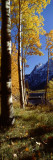 Silver Lake, Mono County, California, USA Wall Decal by Panoramic Images 
