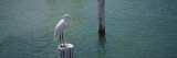 Great Egret Perching on a Wooden Post, Gulf of Mexico, Florida, USA Wall Decal by Panoramic Images 