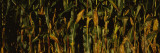 Corn Crop, Wisconsin, USA Wall Decal by Panoramic Images 
