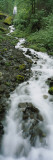 Stream Flowing Through a Forest, Wahkeena Waterfall, Columbia River Gorge, Oregon, USA Vinilos decorativos por Panoramic Images Stream Flowing Through a Forest, Wahkeena Waterfall, Columbia River Gorge, Oregon, USA Vinilos decorativos por Panoramic Images