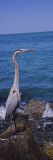 Great Blue Heron Perching on a Rock, Gulf of Mexico, Florida, USA Wall Decal by Panoramic Images 