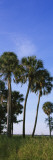 Palm Trees on a Landscape, Myakka River State Park, Sarasota, Florida, USA Wall Decal by Panoramic Images 
