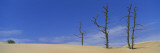 Bare Trees in the Desert, Dunes National Recreation Area, Oregon, USA Wall Decal by Panoramic Images 