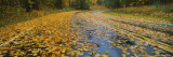 Leaves Covered Road Passing Through a Forest, Near Traverse City, Michigan, USA Wall Decal by Panoramic Images 