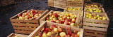 Harvested Apples in Wooden Crates, Weinsberg, Baden-Wurttemberg, Germany Wall Decal by Panoramic Images 