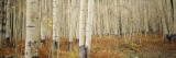 Aspen Trees in the Forest, Aspen, Colorado, USA Muursticker van Panoramic Images