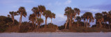 Palm Trees on the Beach, Caspersen Beach, Venice, Sarasota County, Florida, USA Wall Decal by Panoramic Images 