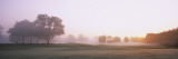 Silhouette of Trees on a Foggy Landscape at Dawn Wall Decal by Panoramic Images 