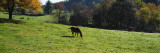 Horses Grazing in a Field, Kent County, Michigan, USA Wall Decal by Panoramic Images 
