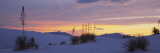 Silhouette of Soaptree Yuccas in Desert, White Sands National Monument, New Mexico, USA+B663 Wall Decal by Panoramic Images 