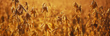 Close-Up of Ripe Soybeans in a Field, North Carolina, USA Vinilos decorativos por Panoramic Images Close-Up of Ripe Soybeans in a Field, North Carolina, USA Vinilos decorativos por Panoramic Images