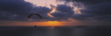 Silhouette of a Person Paragliding over the Sea, Blacks Beach, San Diego, California, USA Vinilos decorativos por Panoramic Images Silhouette of a Person Paragliding over the Sea, Blacks Beach, San Diego, California, USA Vinilos decorativos por Panoramic Images